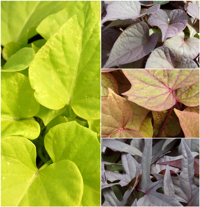 'Multiple Varieties' Assorted, Ornamental Sweet Potato - Ipomoea batatas from 5 Acres NH