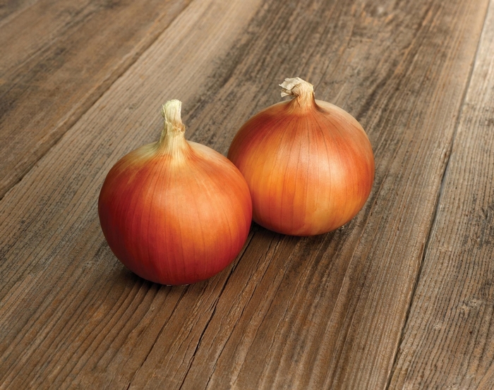 'Aruba' Spanish Onion - Allium from 5 Acres NH