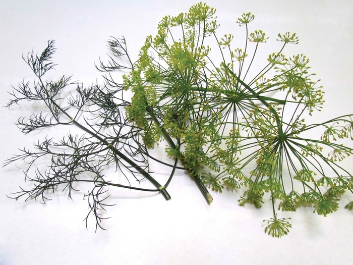 'Dukat' Dill - Anethum graveolens from 5 Acres NH
