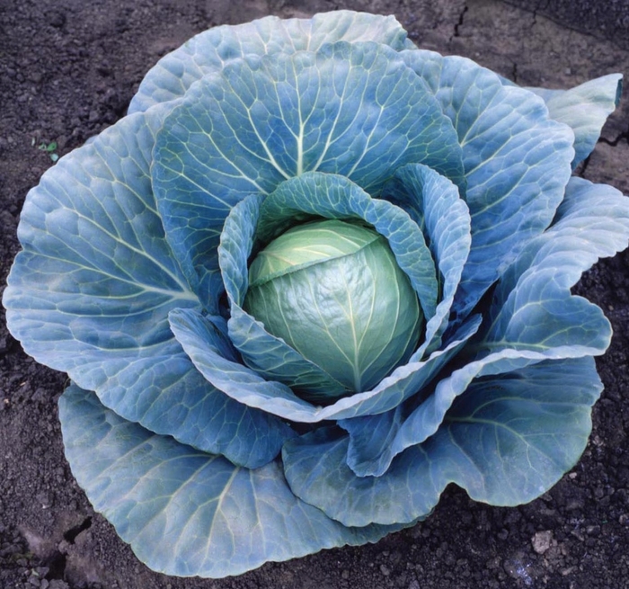 'Blue Vantage F1' Cabbage - Brassica from 5 Acres NH
