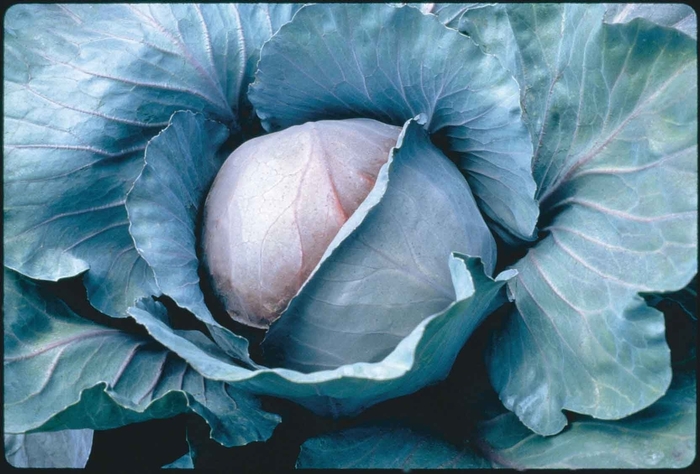 'Red Jewel F1' Cabbage - Brassica from 5 Acres NH