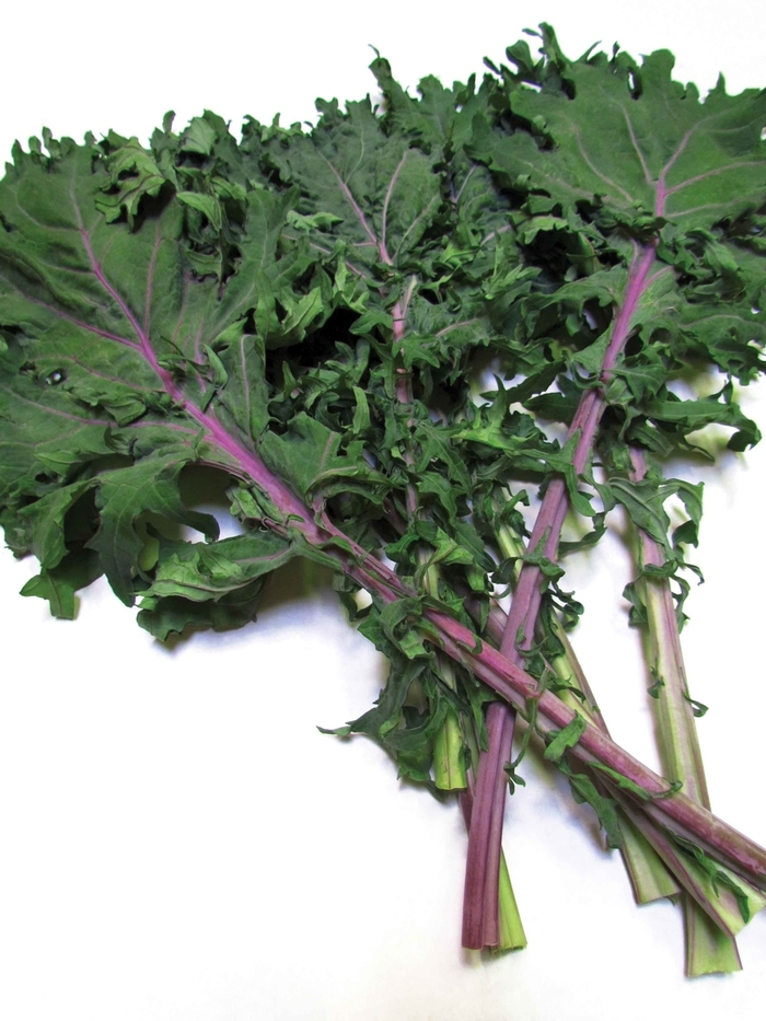 'Red Russian' Kale - Brassica oleracea from 5 Acres NH