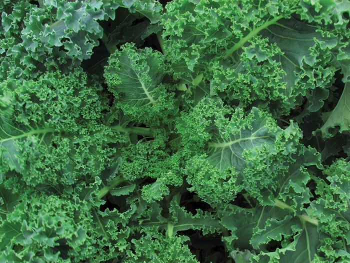 'Vates Blue Curled Scotch' Kale - Brassica from 5 Acres NH