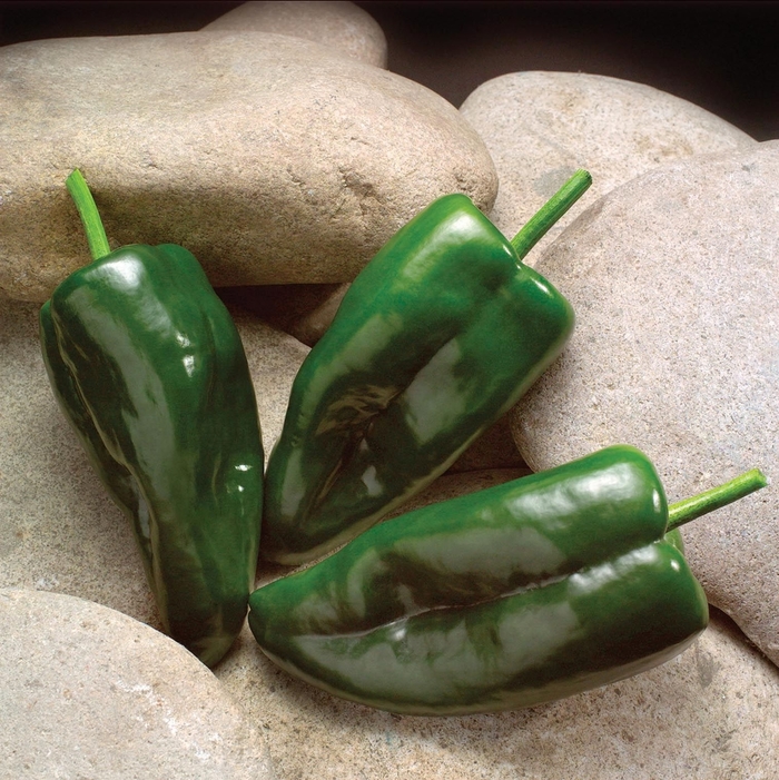 'Caballero' Poblano Pepper - Capsicum annuum from 5 Acres NH