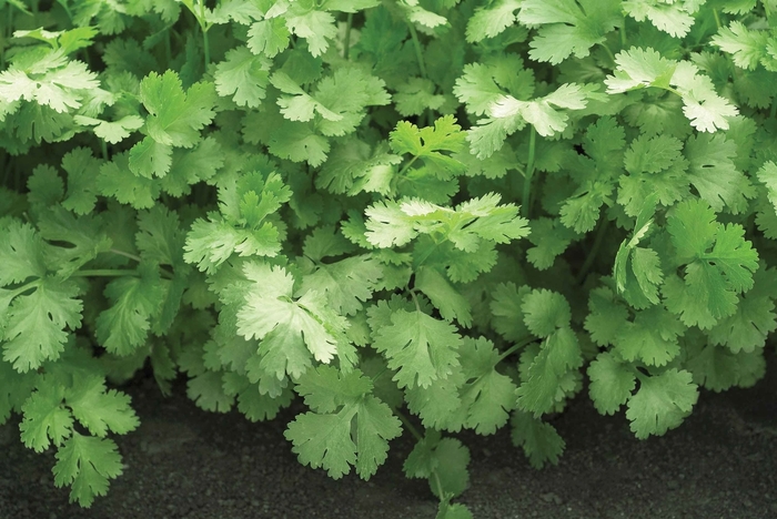 'Santo' Cilantro - Coriandrum sativum from 5 Acres NH