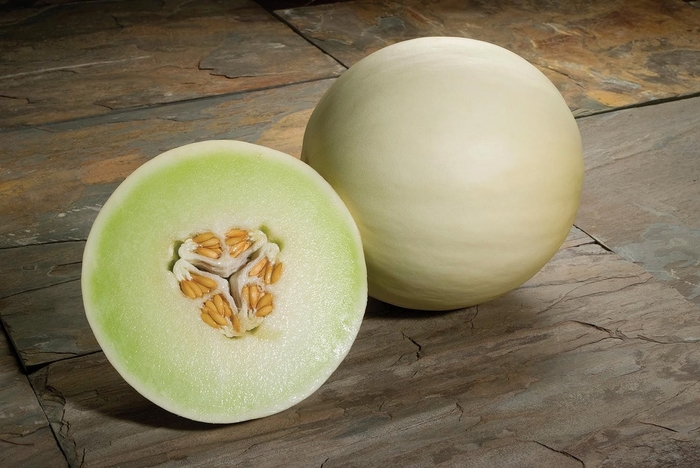 'Snow Mass' Honeydew Melon - Cucumis melo from 5 Acres NH