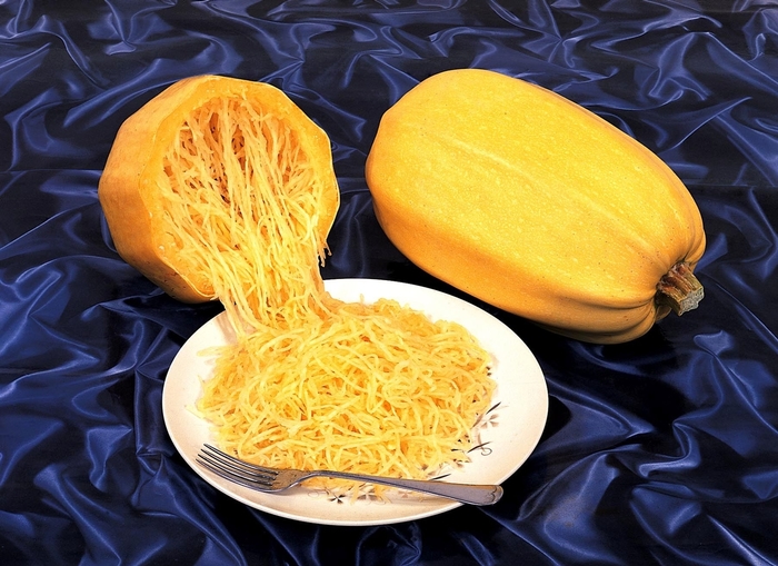 'Vegetable Spaghetti' Squash - Cucurbita from 5 Acres NH