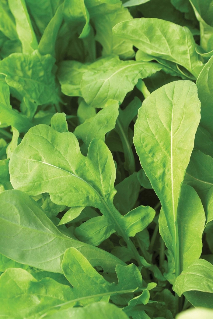 'Astro' Arugula - Eruca from 5 Acres NH