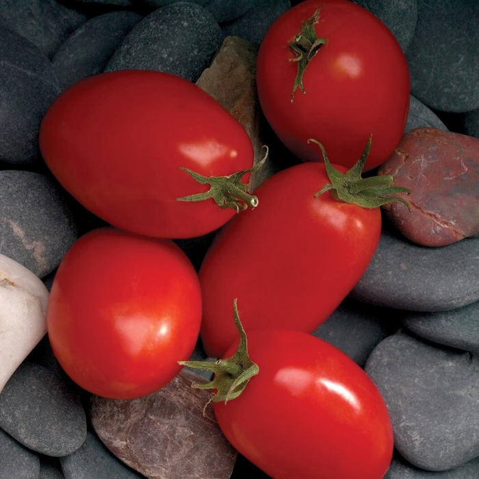 'Mariana' Tomato - Lycopersicon esculentum from 5 Acres NH