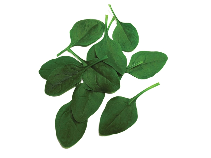 'Alexandra F1' Spinach - Spinacia from 5 Acres NH
