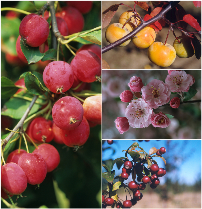 'Multiple Varieties' Crabapple - Malus from 5 Acres NH