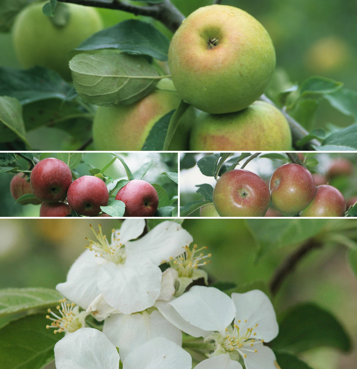 'Multiple Varieties' Multiple Varieties of Apple - Malus domestica from 5 Acres NH