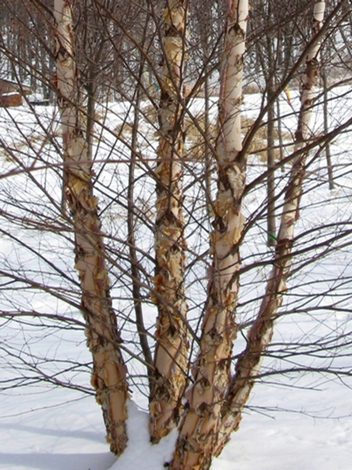 'Heritage&reg;' River Birch - Betula nigra from 5 Acres NH