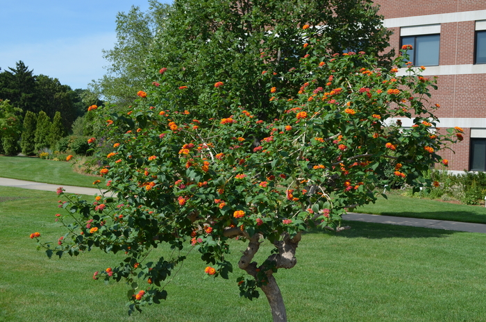 'Multiple Varieties' Assorted, Lantana - Lantana camara from 5 Acres NH