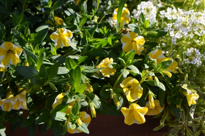 Superbells&reg; 'Lemon Slice' - Calibrachoa from 5 Acres NH