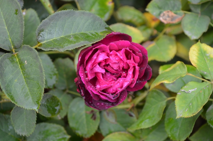 'Munstead Wood' English Rose - Rosa from 5 Acres NH