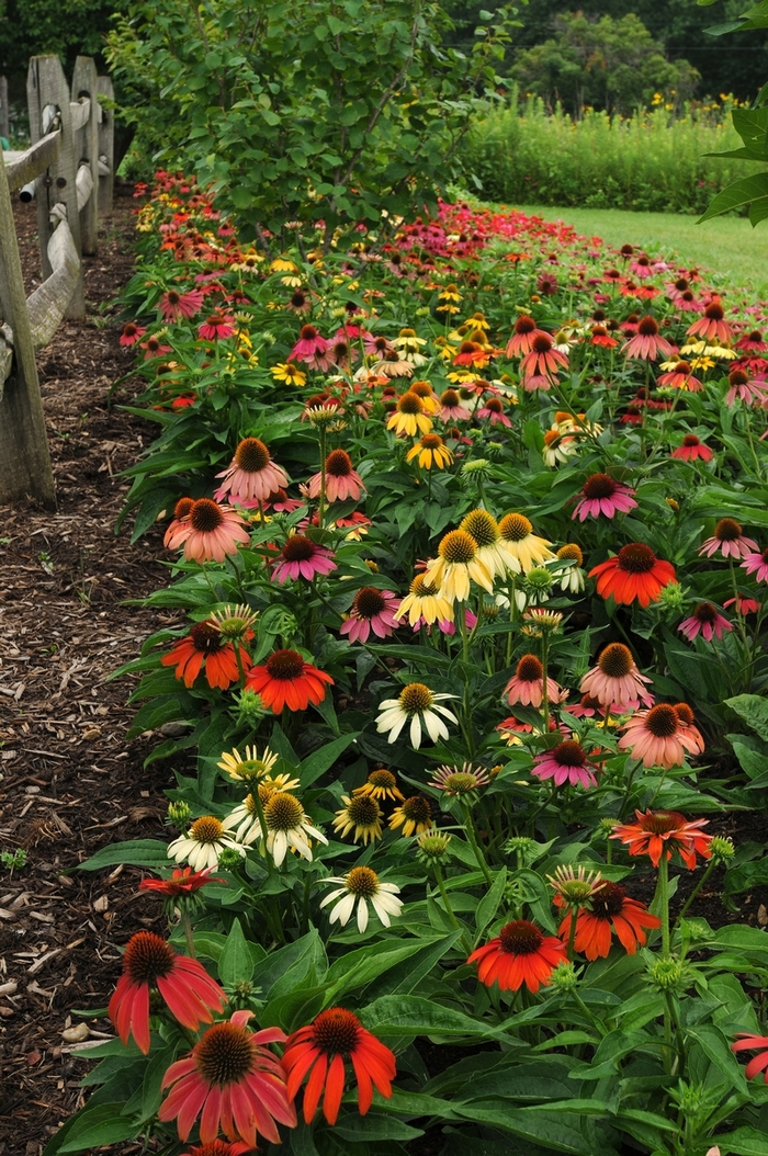 'Cheyenne Spirit' Coneflower - Echinacea from 5 Acres NH
