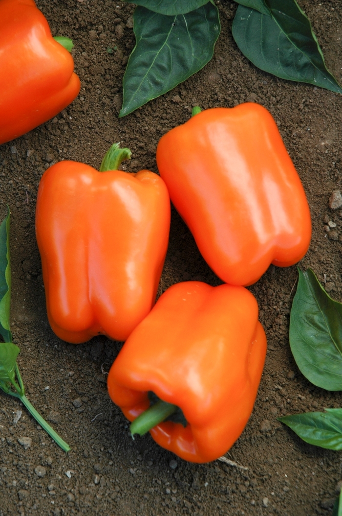 'Orange Blaze' Sweet Pepper - Capsicum annuum from 5 Acres NH