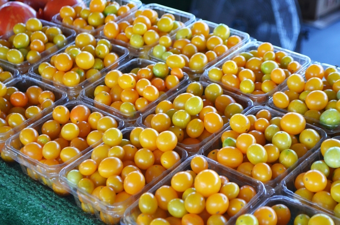 Yellow Cherry Tomato - Lycopersicon esculentum from 5 Acres NH