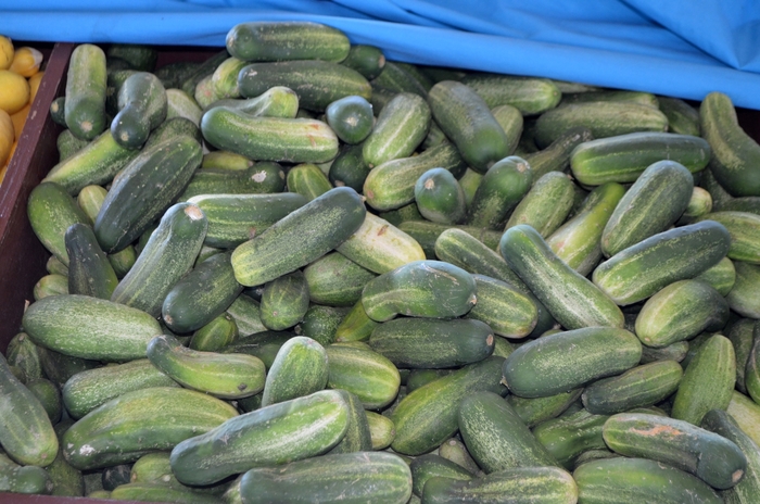 Pickling Cucumber - Cucumis sativus from 5 Acres NH
