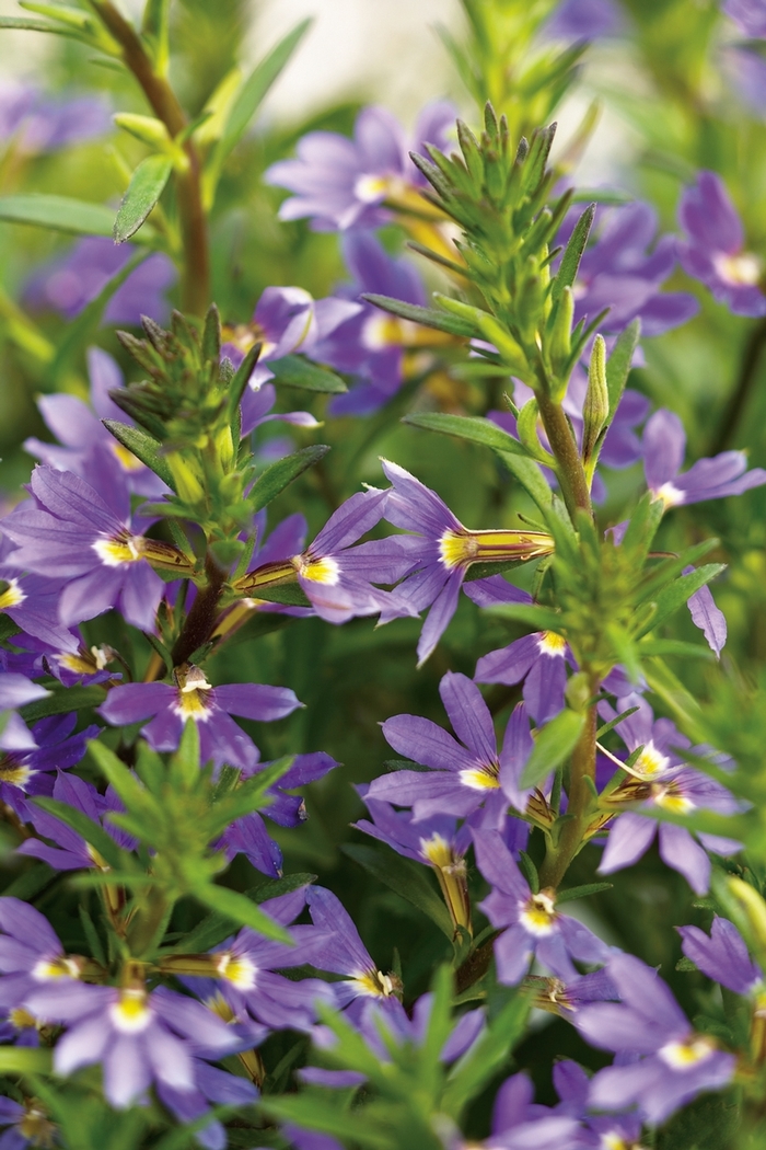 Whirlwind&reg; 'Blue' - Scaevola aemula (Fan Flower) from 5 Acres NH