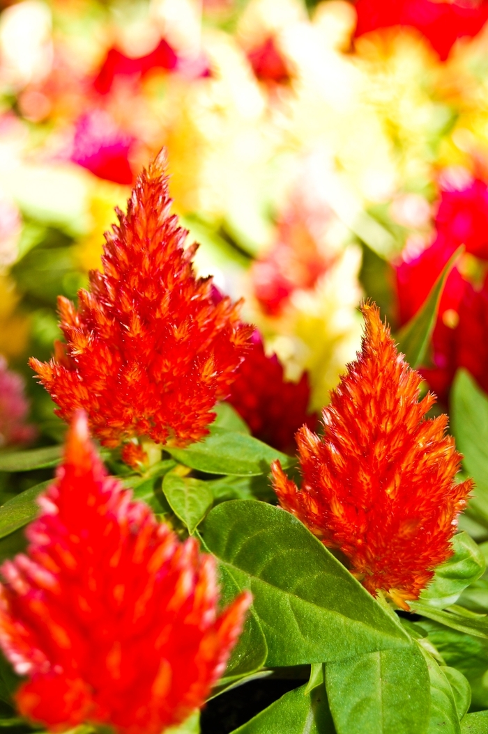 Cockscomb - Celosia argentea plumosa from 5 Acres NH