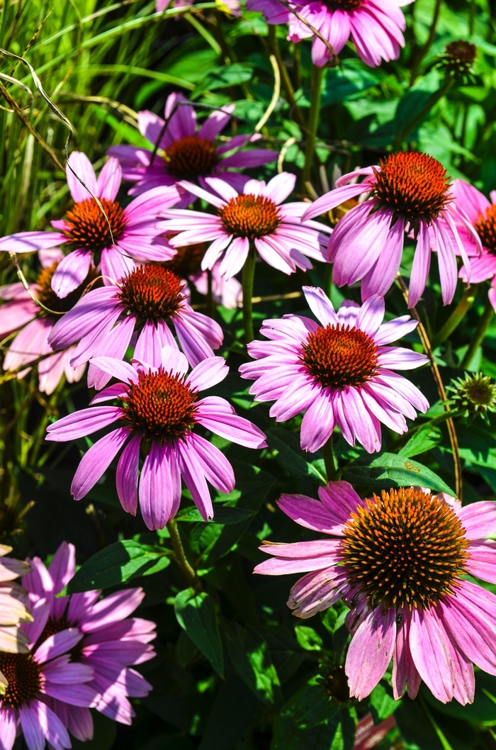 'Magnus' Coneflower - Echinacea purpurea from 5 Acres NH