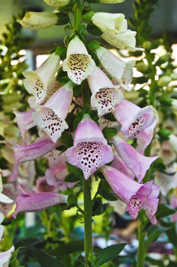 Camelot&trade; 'Lavender' - Digitalis purpurea (Foxglove) from 5 Acres NH