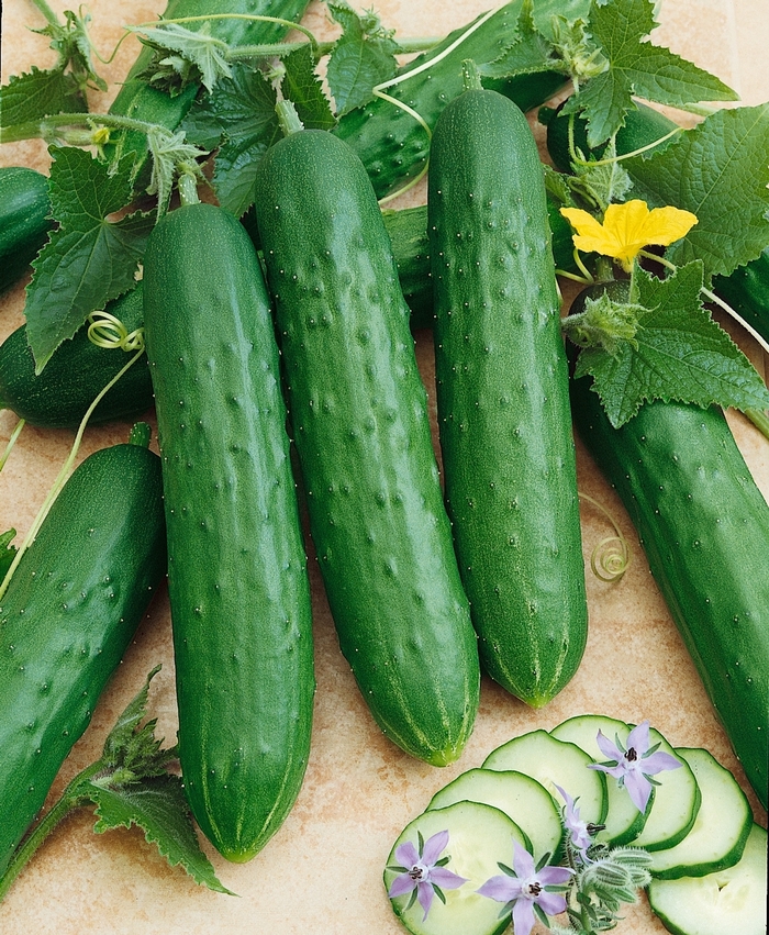 'Saladmore Bush' Cucumber - Cucumis sativus from 5 Acres NH