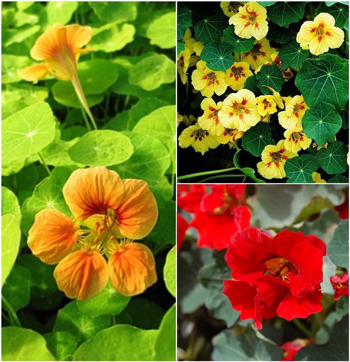 Assorted Nasturtium - Nasturtium from 5 Acres NH
