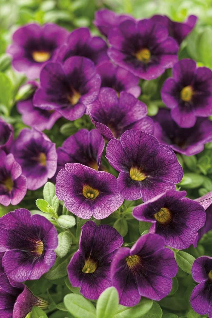 Superbells&reg; 'Grape Punch&trade;' - Calibrachoa from 5 Acres NH