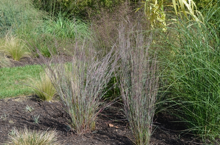 'Blue Heaven&trade;' Little Bluestem - Schizachyrium scoparium from 5 Acres NH
