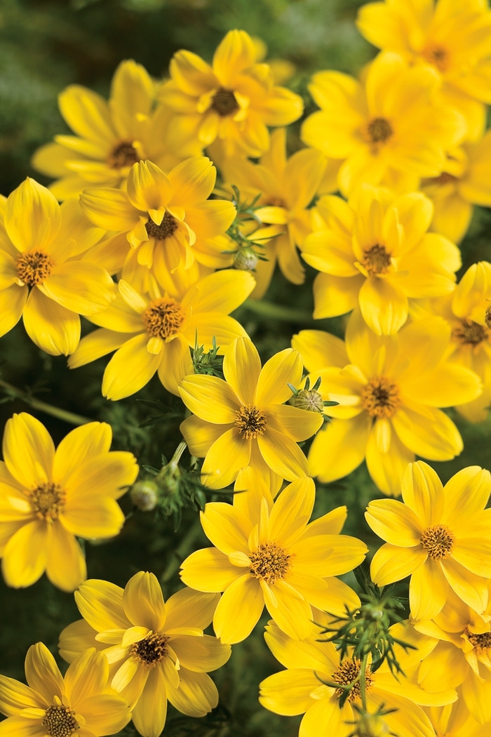 'Goldilocks Rocks&reg;' - Bidens ferulifolia from 5 Acres NH