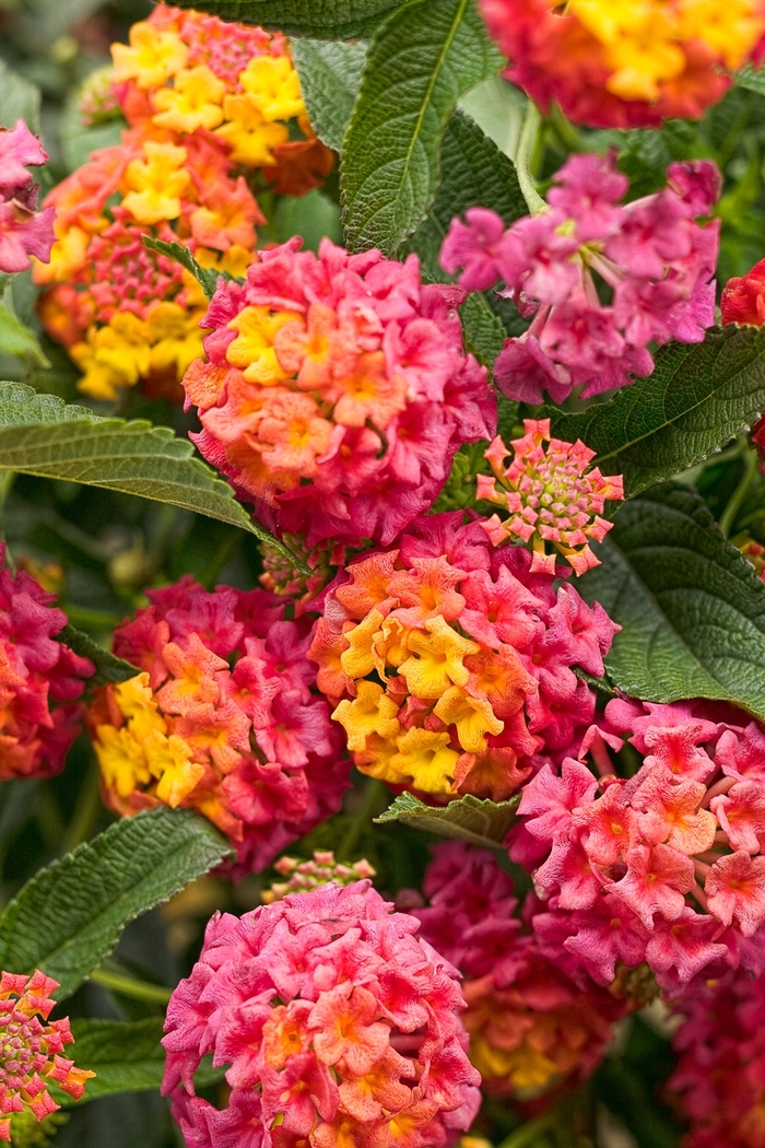 Luscious&reg; 'Berry Blend&trade;' - Lantana camara from 5 Acres NH