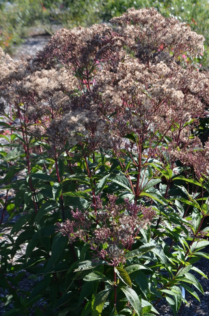 'Baby Joe' Joe Pye Weed - Eupatorium dubium from 5 Acres NH