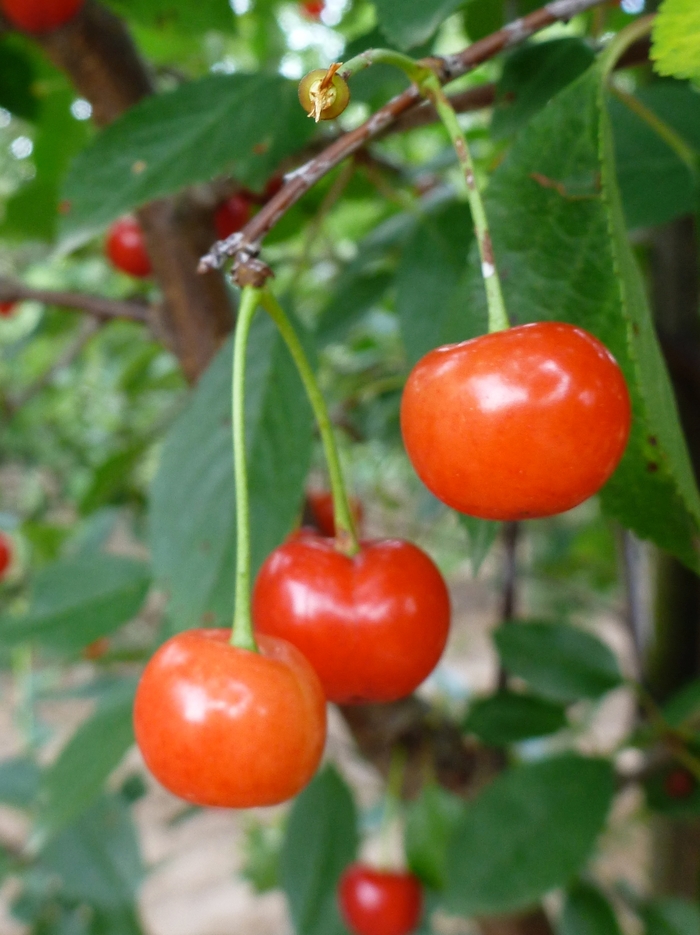 'Montmorency' Montmorency Cherry - Prunus from 5 Acres NH