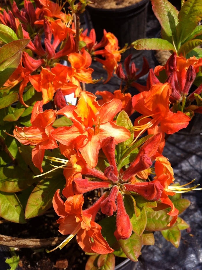 'Mandarin Lights' Azalea - Rhododendron Northern Lights hybrid from 5 Acres NH