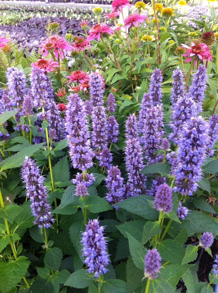 'Blue Fortune' Hummingbird Mint - Agastache from 5 Acres NH
