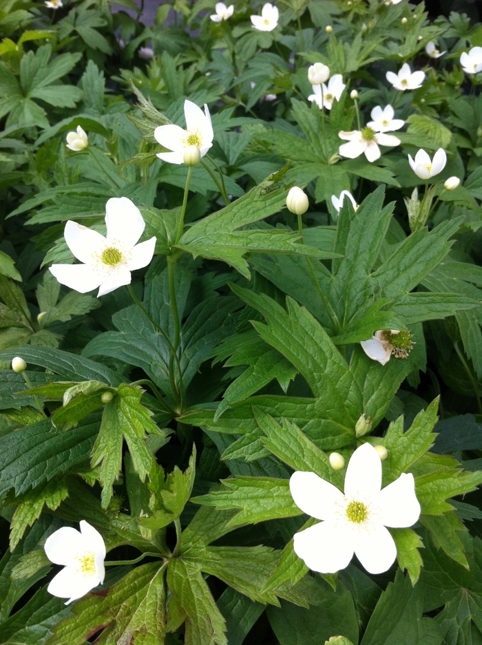 Windflower - Anemone canadensis from 5 Acres NH
