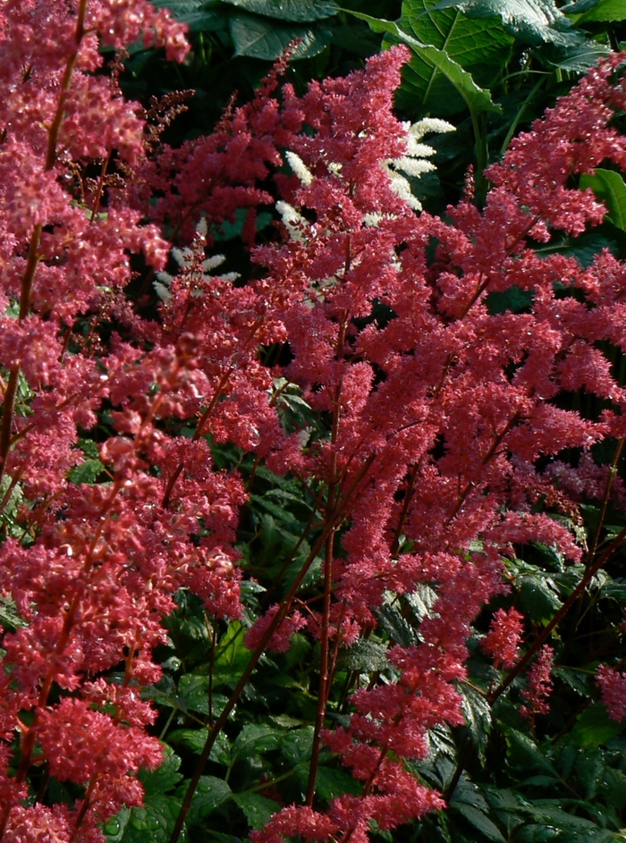 'Fanal' False Spirea - Astilbe x arendsii from 5 Acres NH