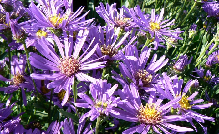 'Blue Autumn' - Aster laevis from 5 Acres NH