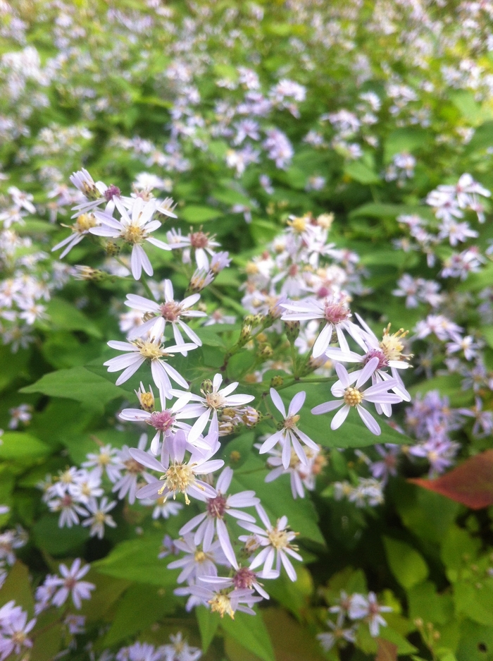 Heart-leaved Aster - Aster cordifolius from 5 Acres NH
