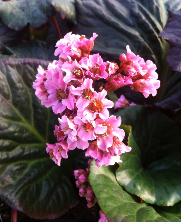 'Magic Giant' Heartleaf Bergenia - Bergenia from 5 Acres NH