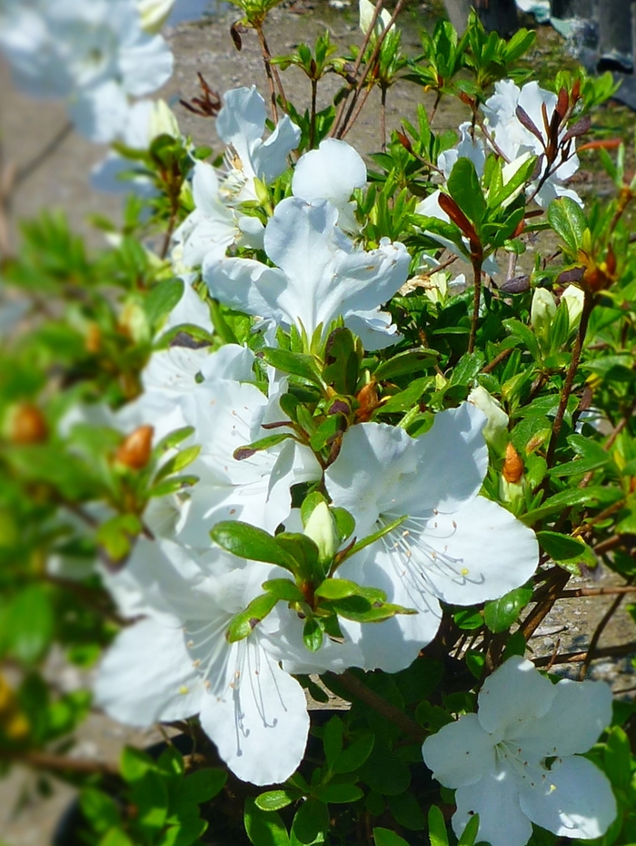 'Girard's Pleasant White' Azalea - Rhododendron Girard hybrid from 5 Acres NH