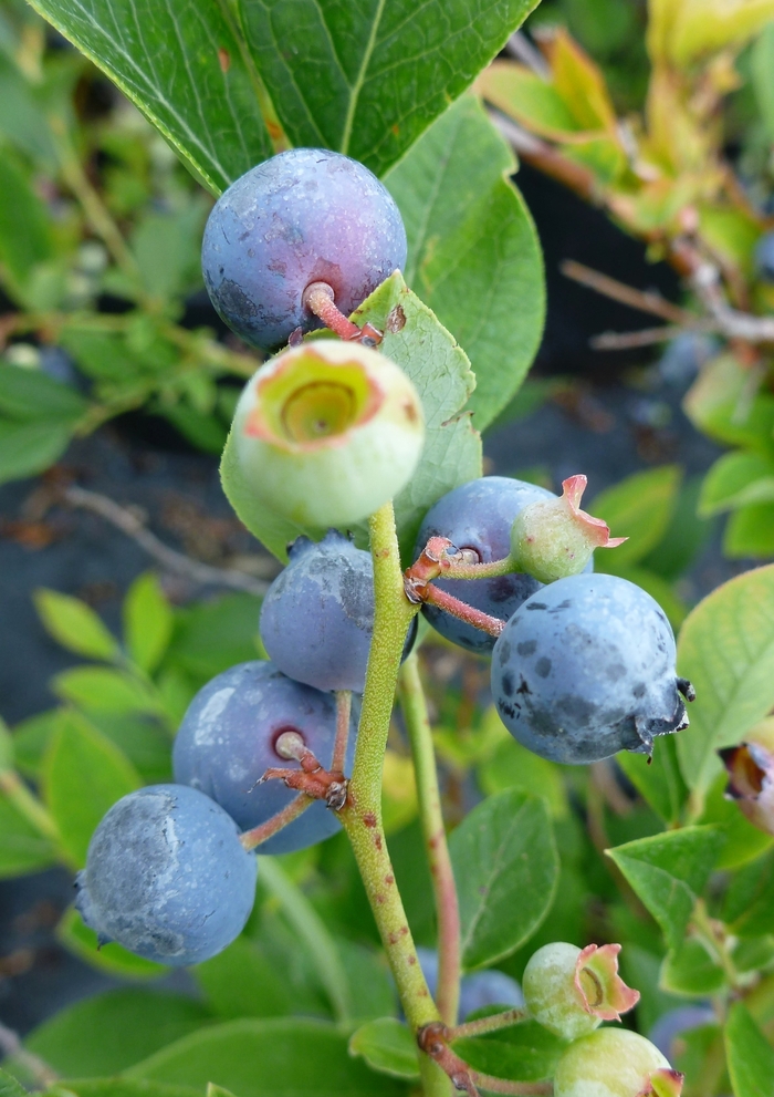 'Polaris' Blueberry - Vaccinium from 5 Acres NH