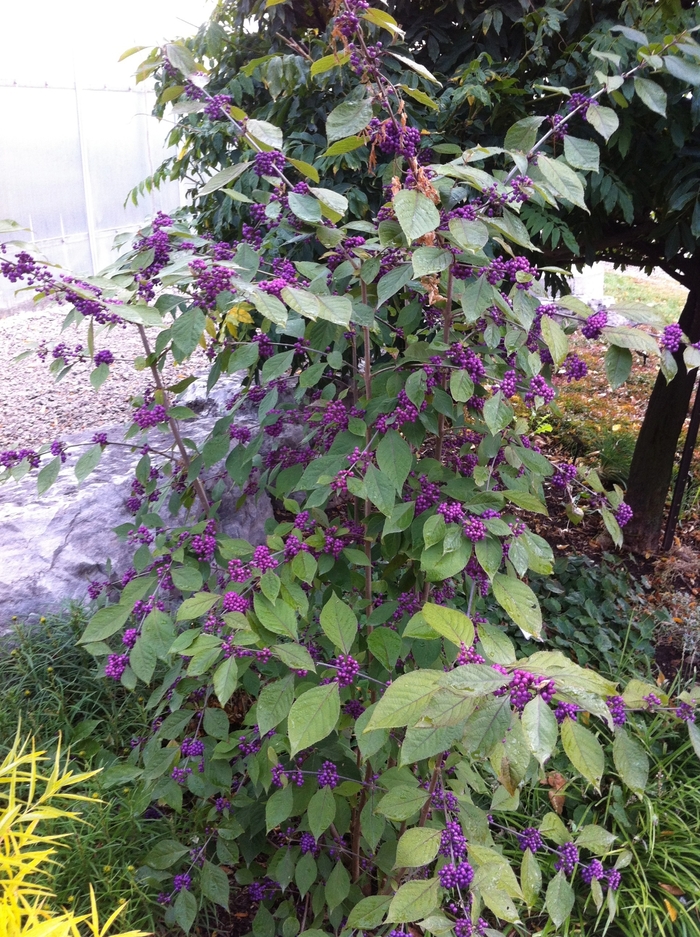 'Early Amethyst' Beautyberry - Callicarpa dichotoma from 5 Acres NH