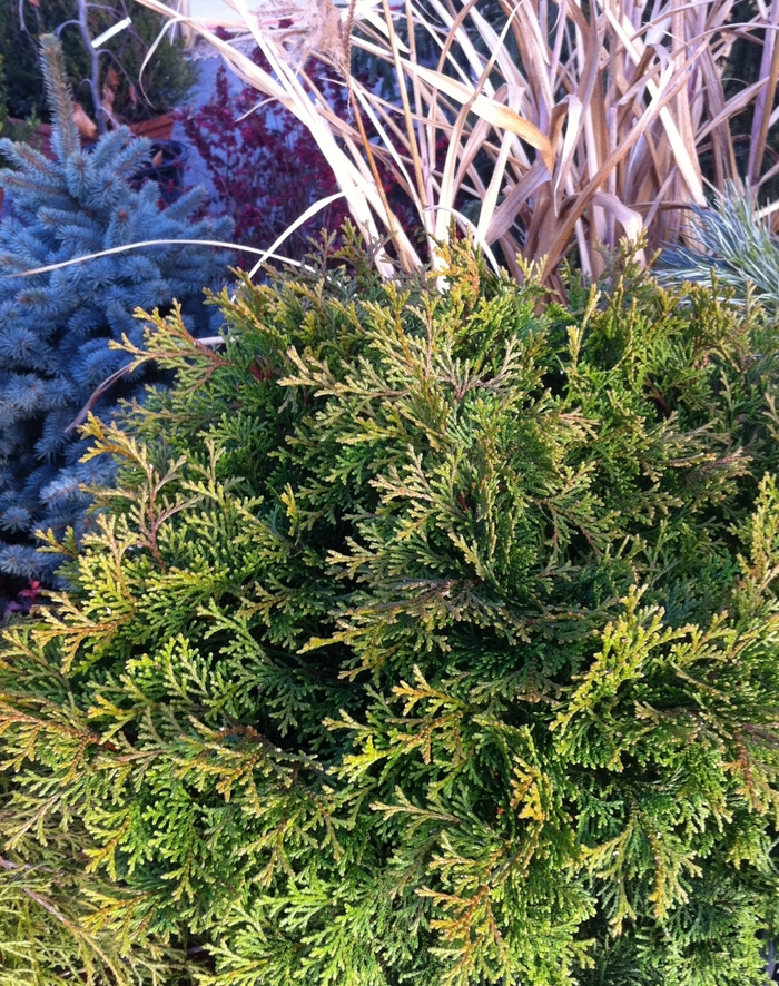 'Templehof' Hinoki Falsecypress - Chamaecyparis obtusa from 5 Acres NH
