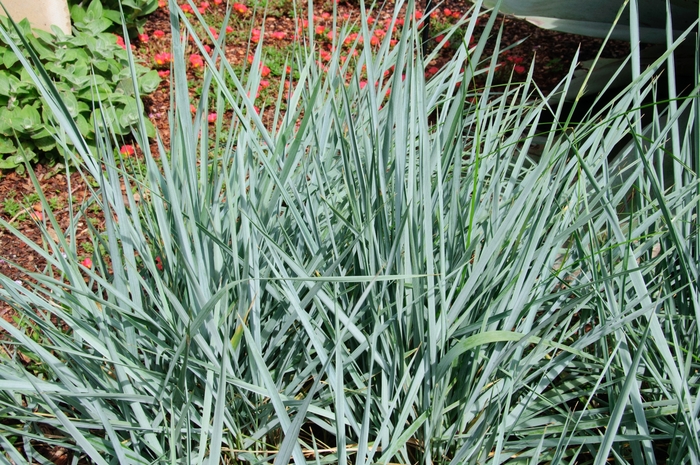 'Blue Dune' Lyme Grass - Leymus arenarius from 5 Acres NH