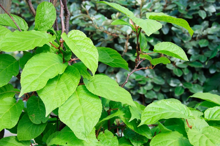 'Dumbarton Oaks' Hardy Kiwi (Female) - Actinidia arguta from 5 Acres NH
