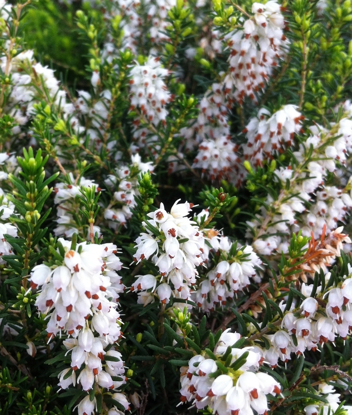 'Springwood White' Heather - Erica carnea from 5 Acres NH